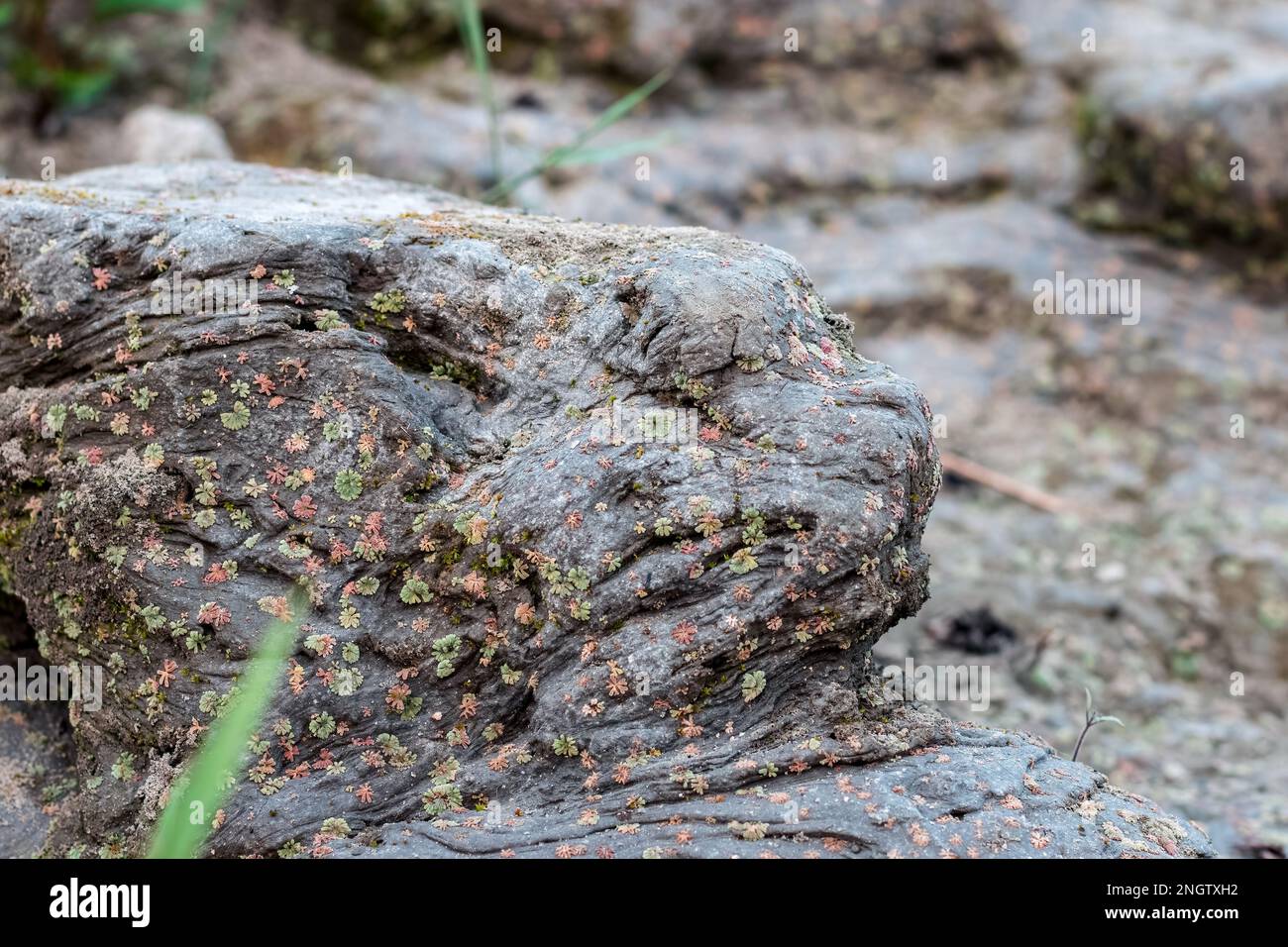 Selective focused hard mud soil with tiny water plants Stock Photo - Alamy