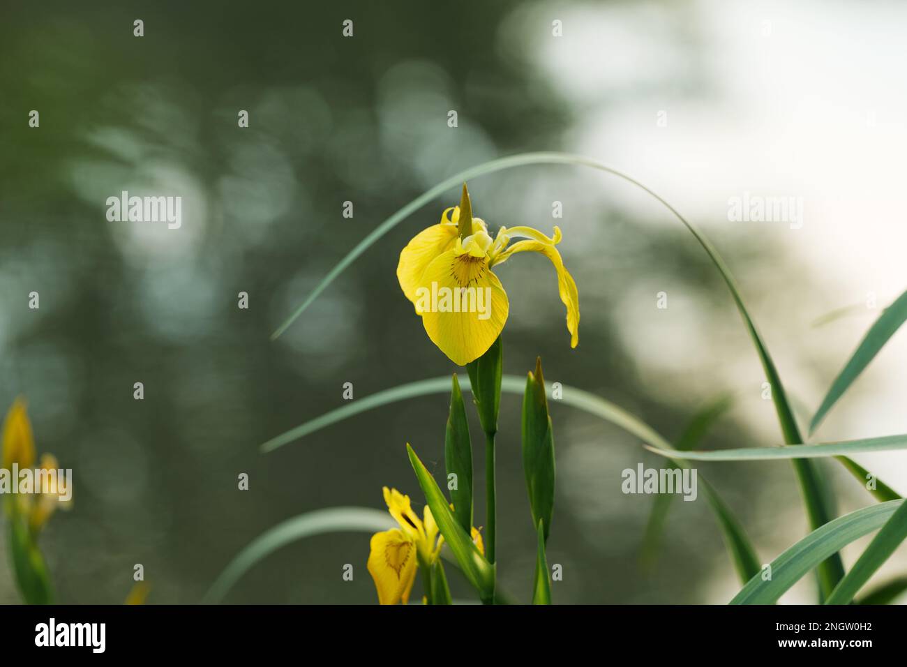 Yellow Water Iris Flowers at Sunset in Spring Stock Photo Alamy