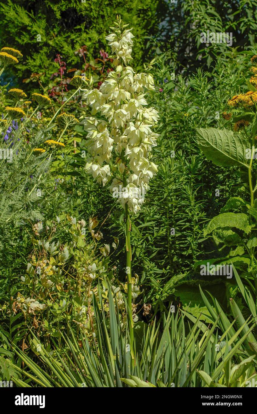 Yucca, yucca plant blossom, in a cottage garden Stock Photo Alamy