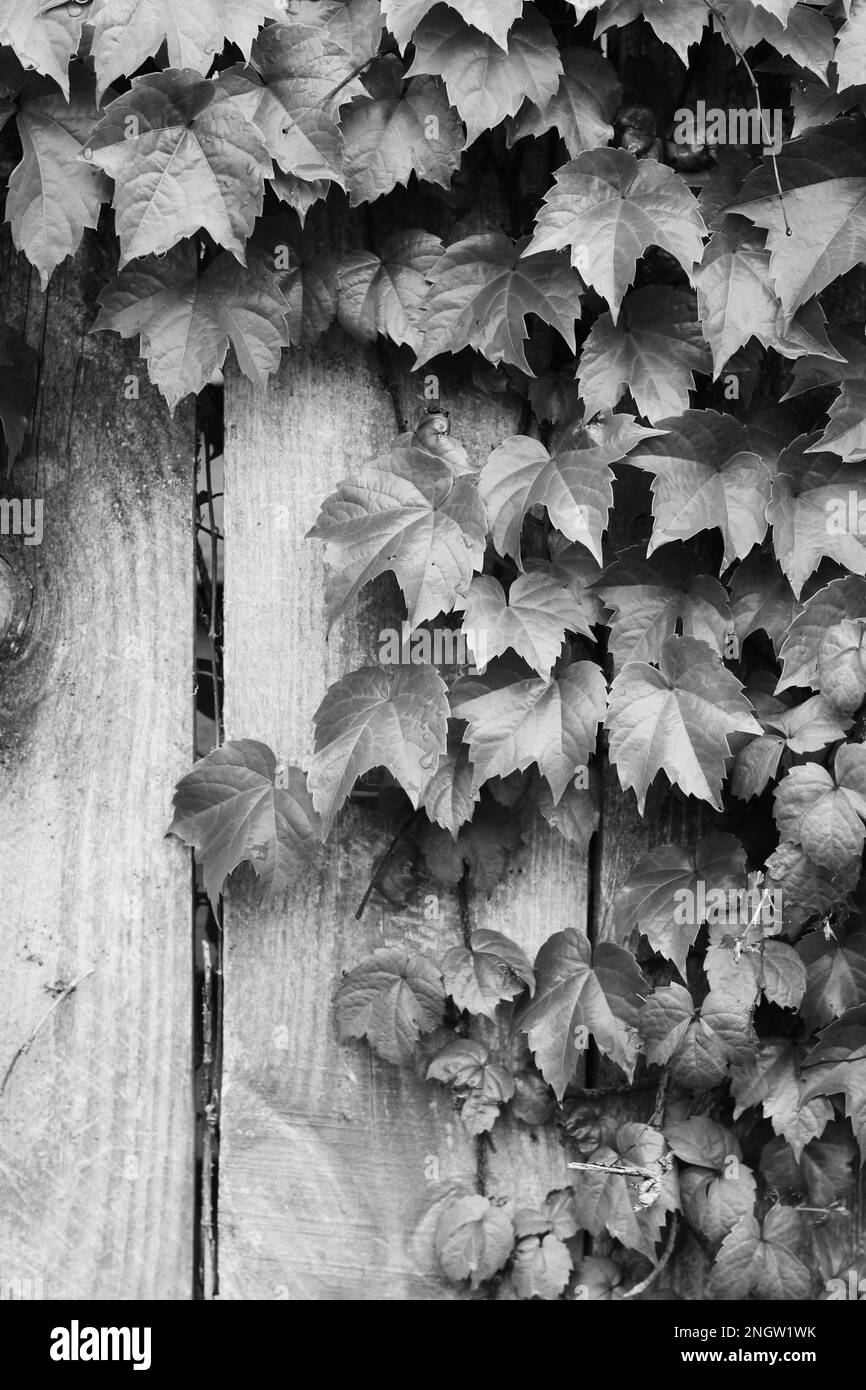 Leafy vine plants growing up the fence in a black and white monochrome ...