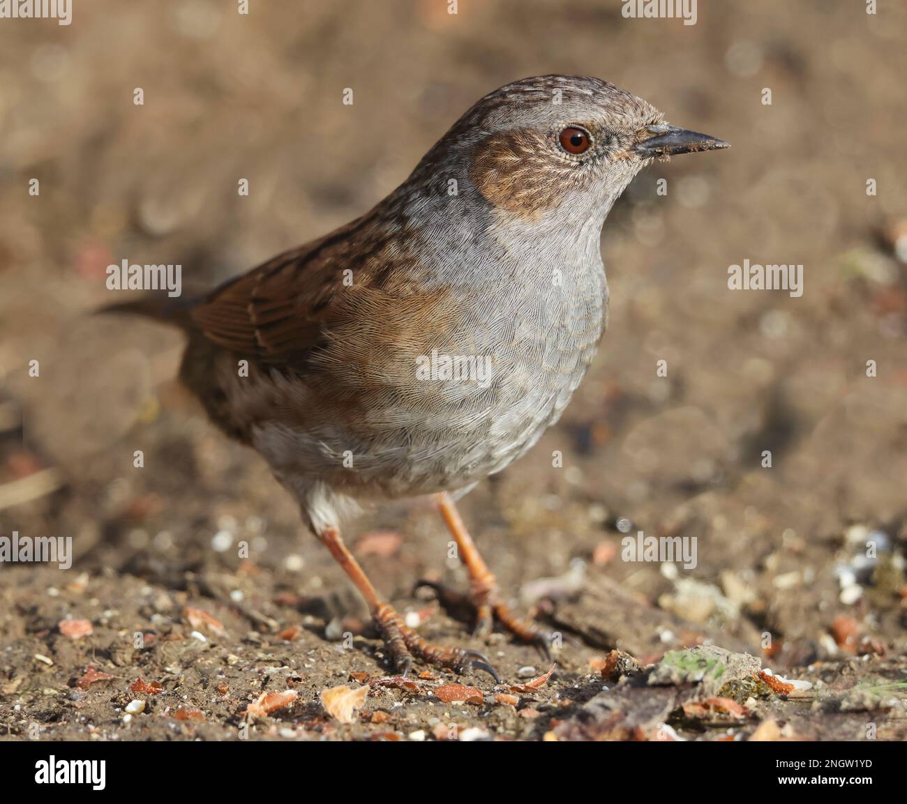 Dunnock Feeding On The Ground In The Cotswold Hills Gloucestershire UK dunnock-feeding-on-the-ground-in-the-cotswold-hills-gloucestershire-uk