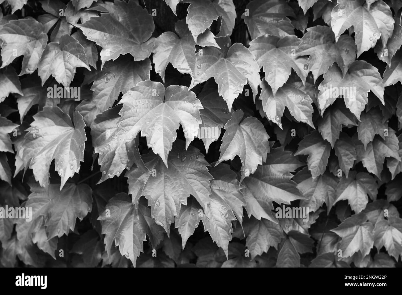 Leafy vine plants growing up the fence in a black and white monochrome