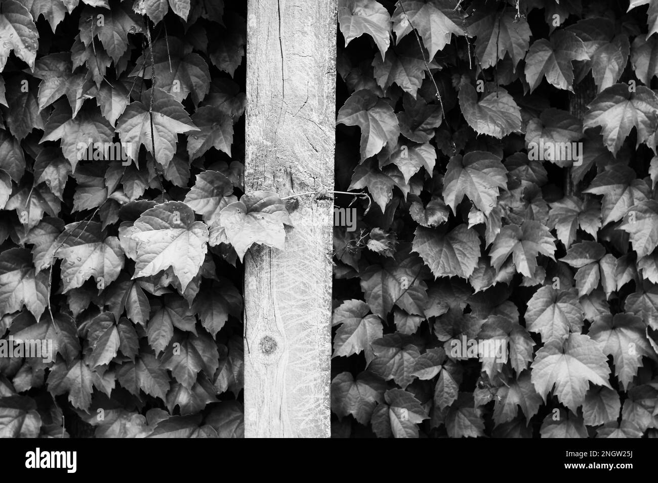 Leafy vine plants growing up the fence in a black and white monochrome ...
