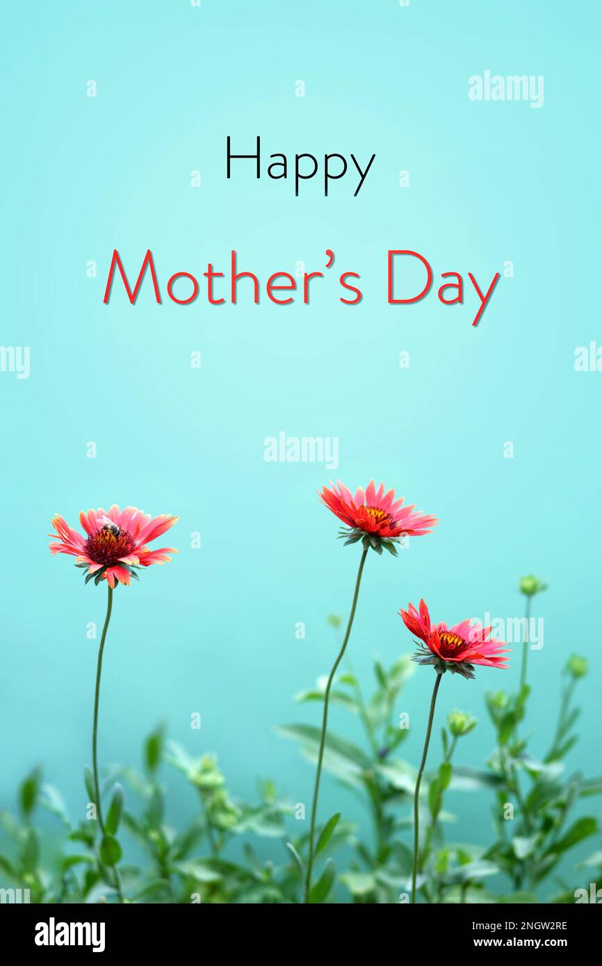 Happy Mothers Day card with gaillardia flowers isolated on green background. Mothers Day floral greeting card concept. Stock Photo