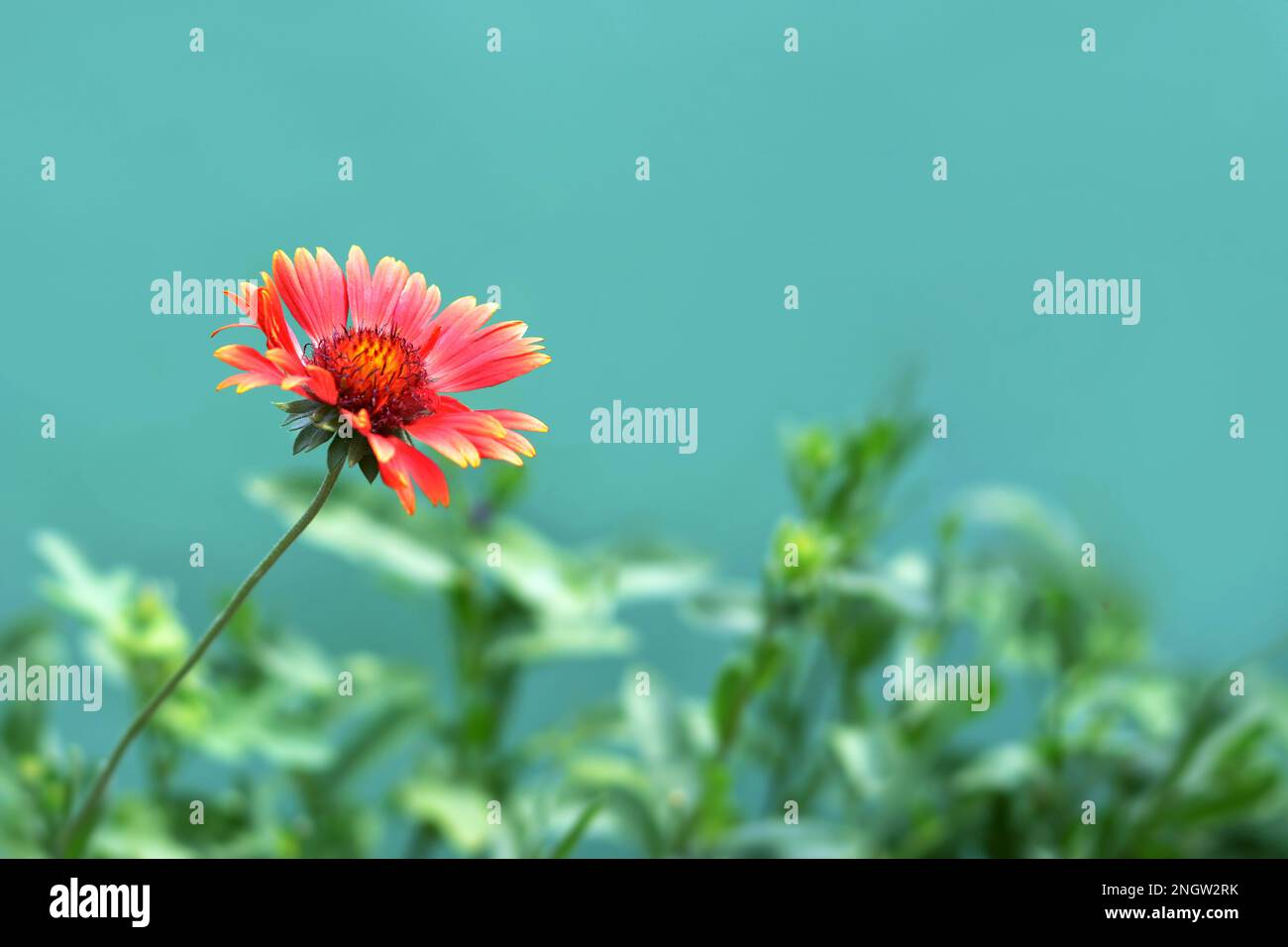 Floral background concept with copy space. Red gaillardia flowers isolated on green background. Stock Photo