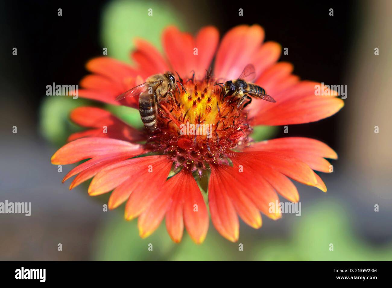 Macro image of the bees on the flower in the summer garden. Nature concept. Stock Photo