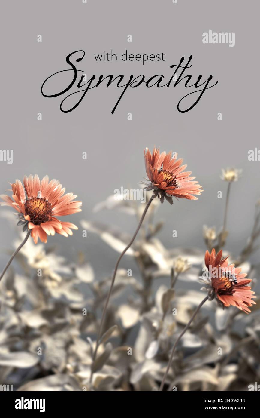 Sympathy card with gaillardia flowers Stock Photo