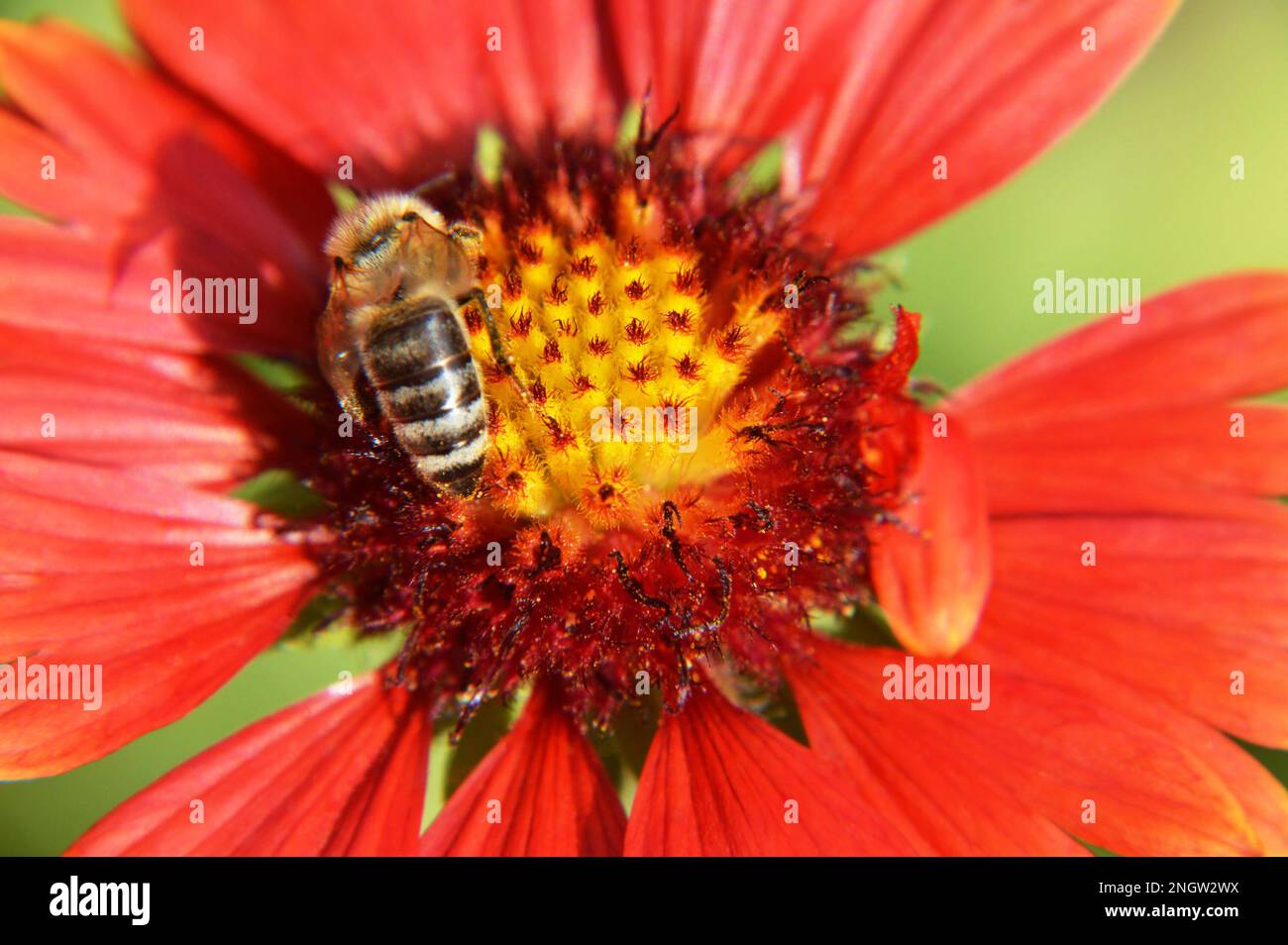 Macro image of bee on the flower in the summer garden. Nature concept. Stock Photo