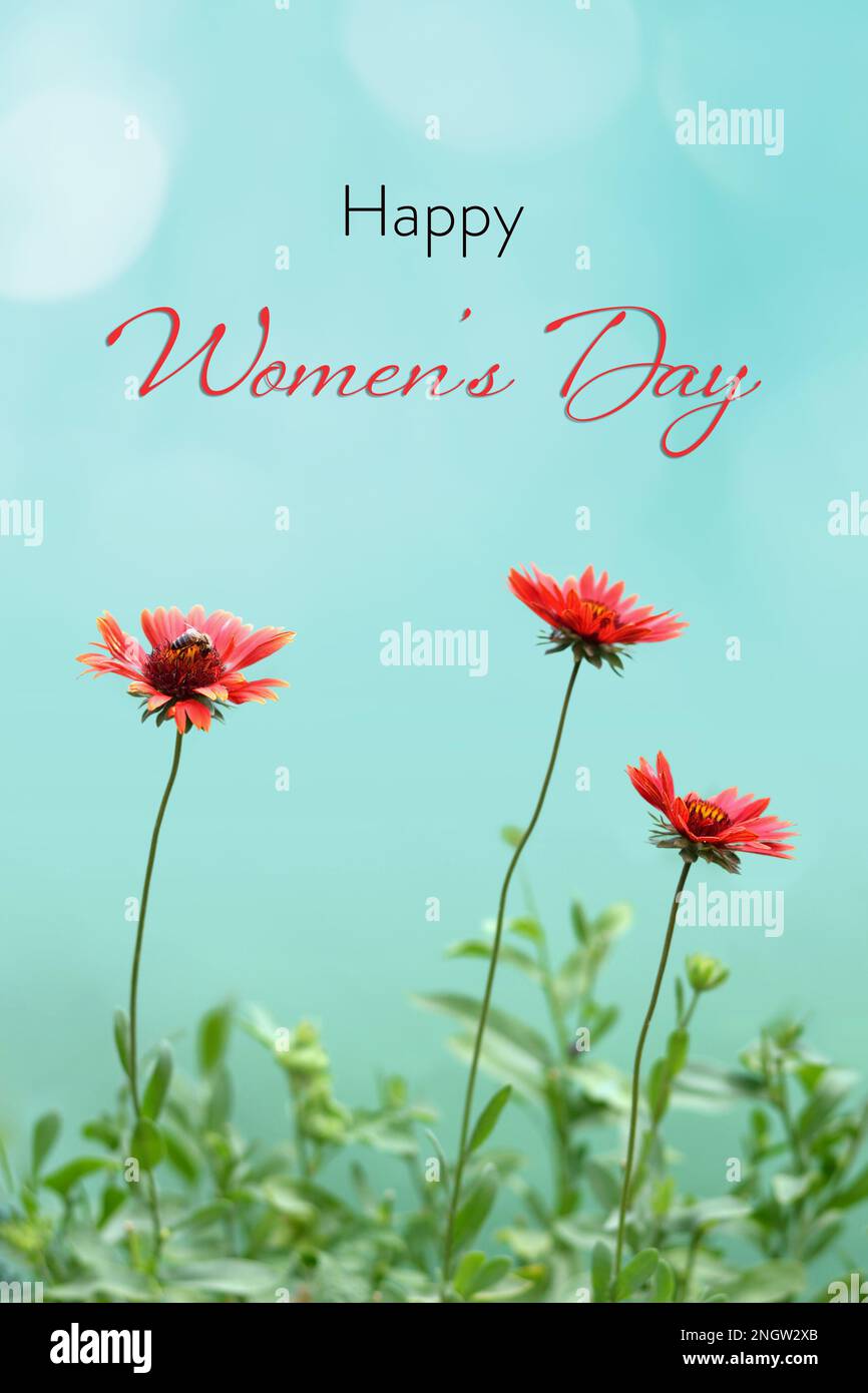 Happy Women's Day card with gaillardia flowers isolated on green background. Women's Day floral greeting card concept. Stock Photo