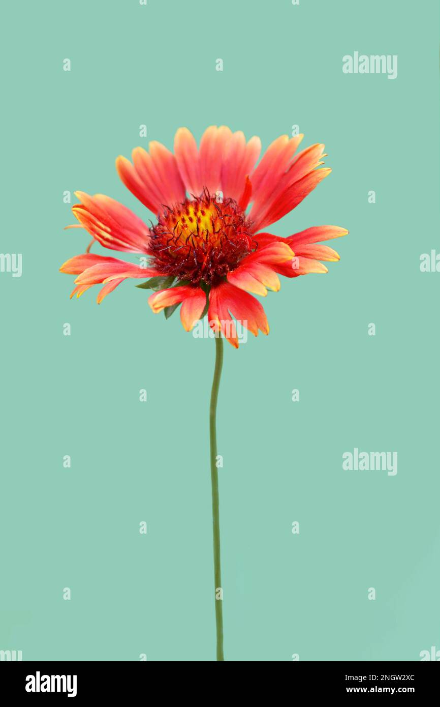 Red Blanket flower isolated on green background. Close up of Gaillardia burgundy flower. Stock Photo