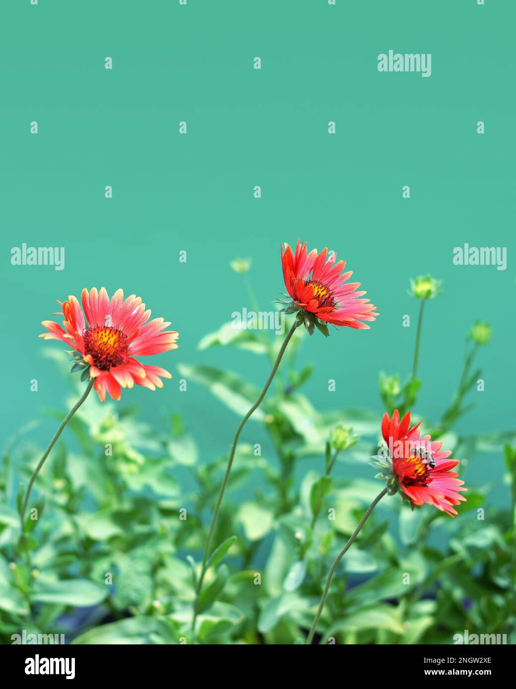 Floral background concept with copy space. Red gaillardia flowers isolated on green background Stock Photo