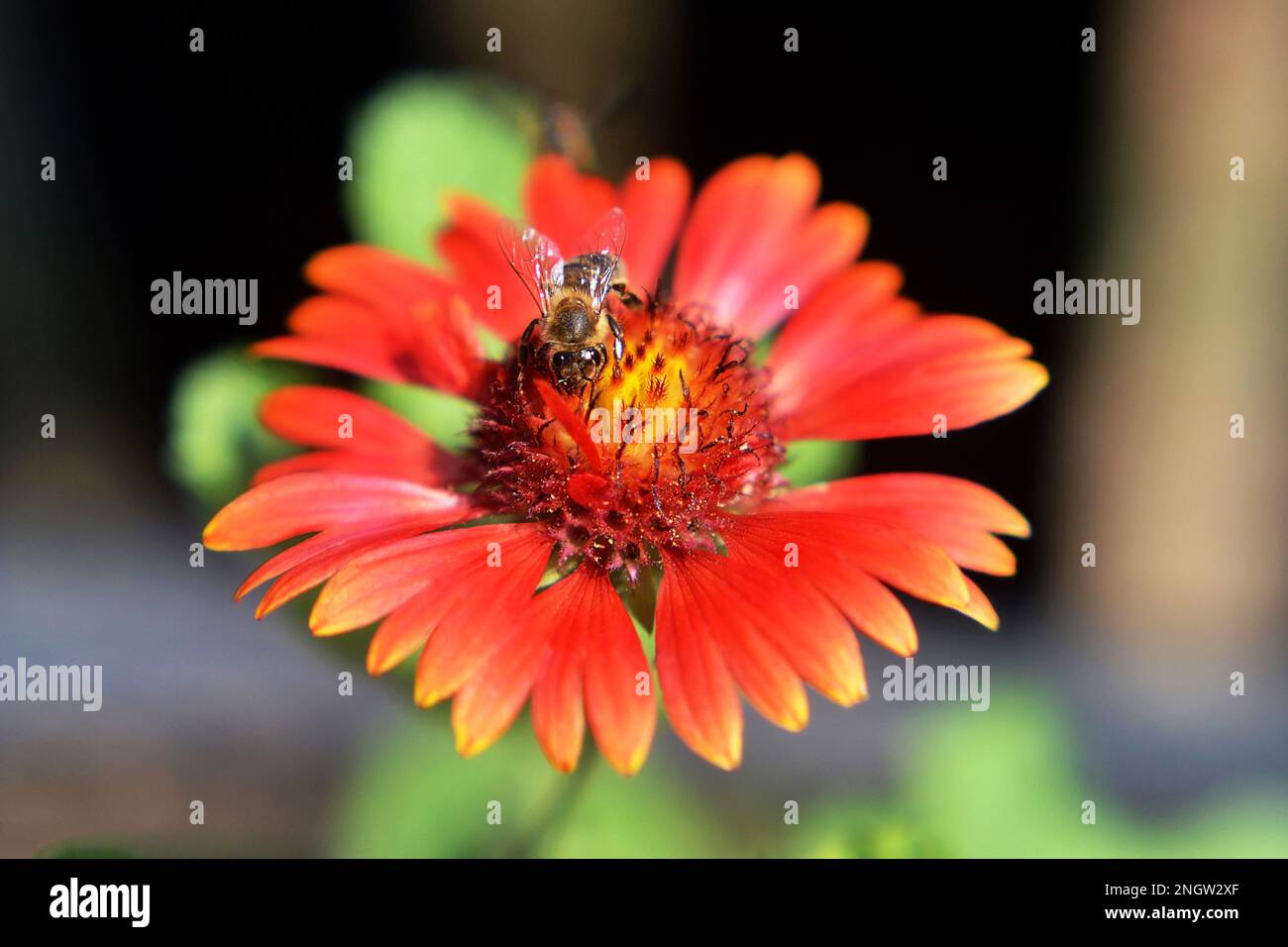 Bee on the flower in the summer garden. Nature concept. Stock Photo