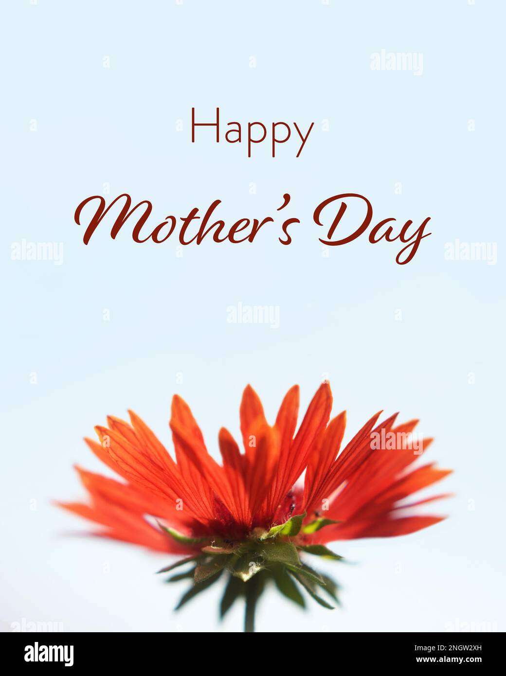 Happy Mothers Day card with red flower isolated on white background Stock Photo
