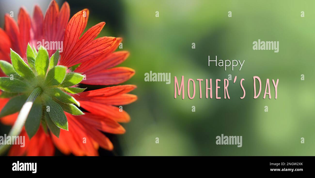 Happy Mothers Day card with red flower in the gardenmum Stock Photo