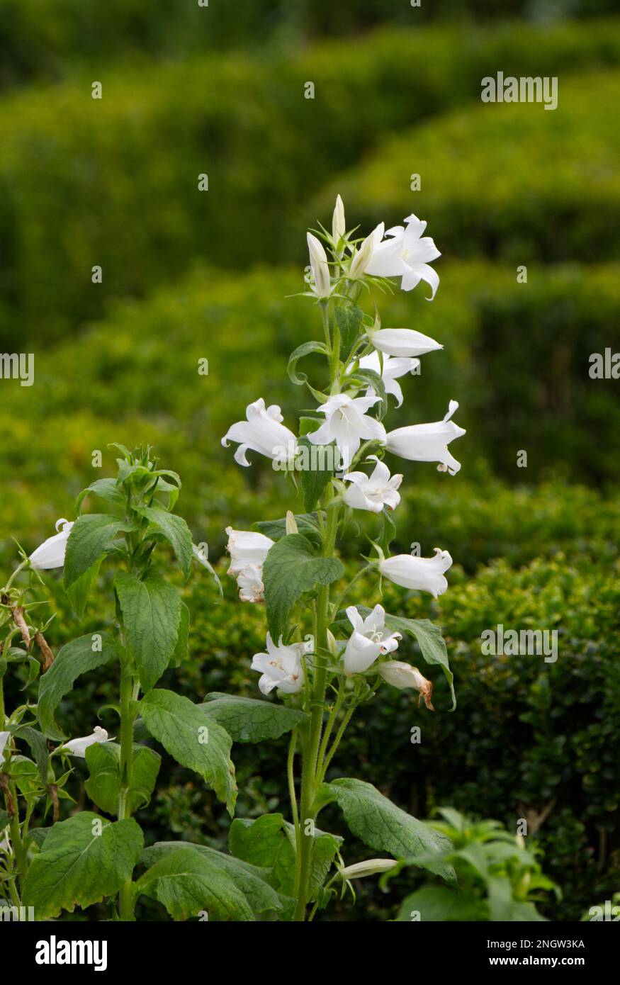 Pristine white autumn flowers of giant bellflower campanula latifolia alba against background of clipped box hedging, Buxus sempervirens in UK garden Stock Photo