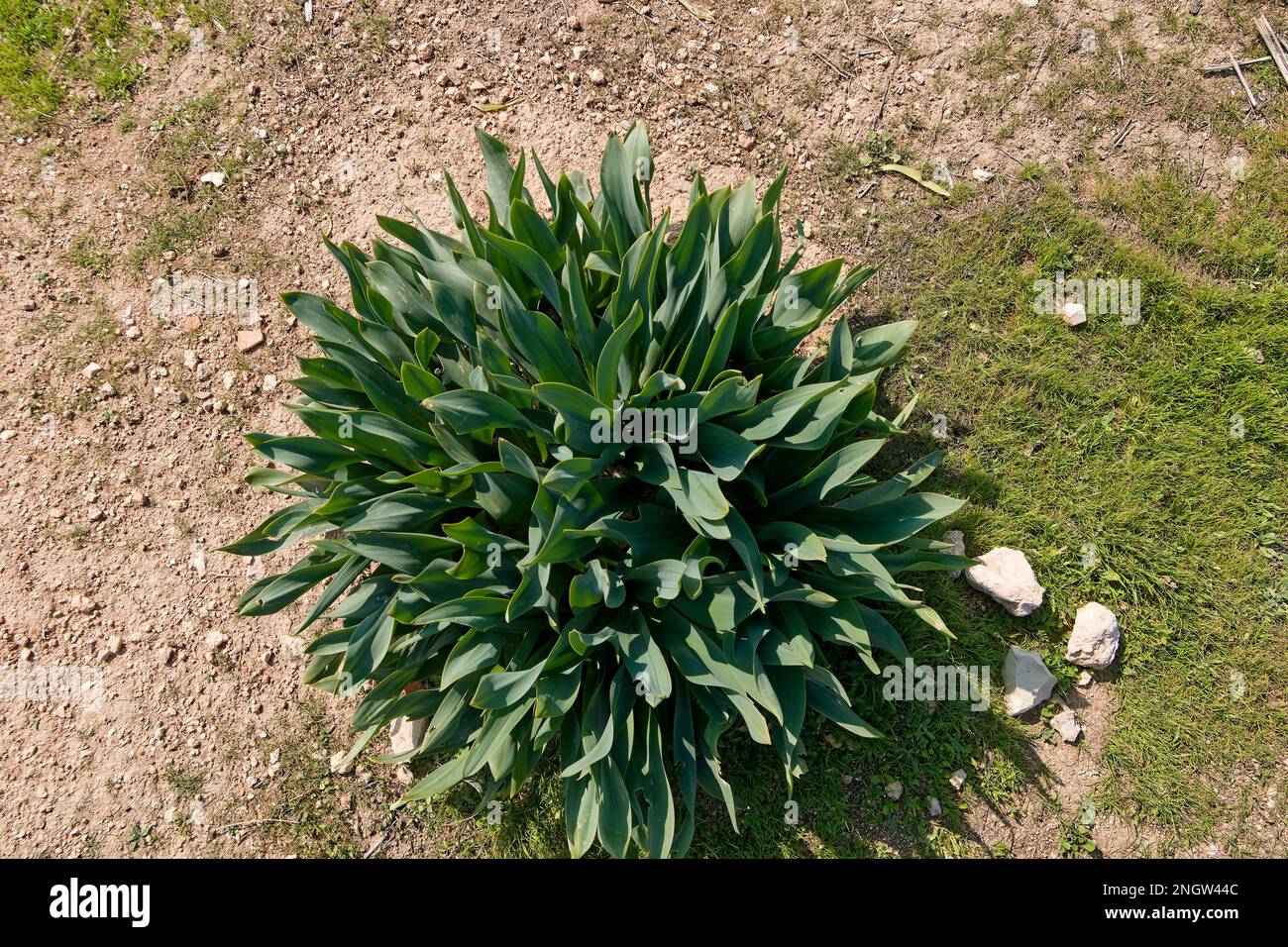 A Bellevalia plant in the ancient Greco-Roman city of Jerash, Jordan. Credit: MLBARIONA/Alamy Stock Photo Stock Photo