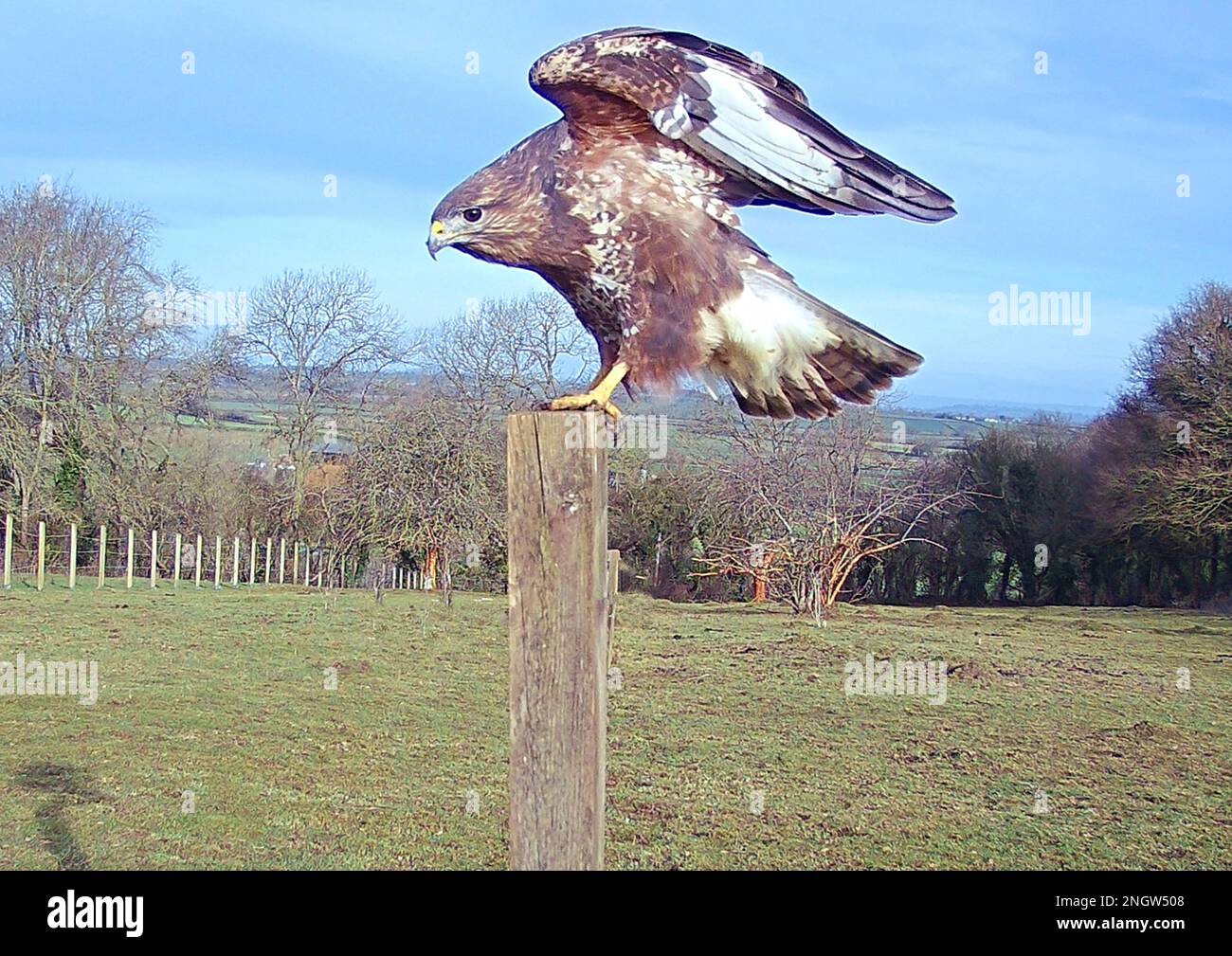 Common buzzard perching on a post in a field Stock Photo