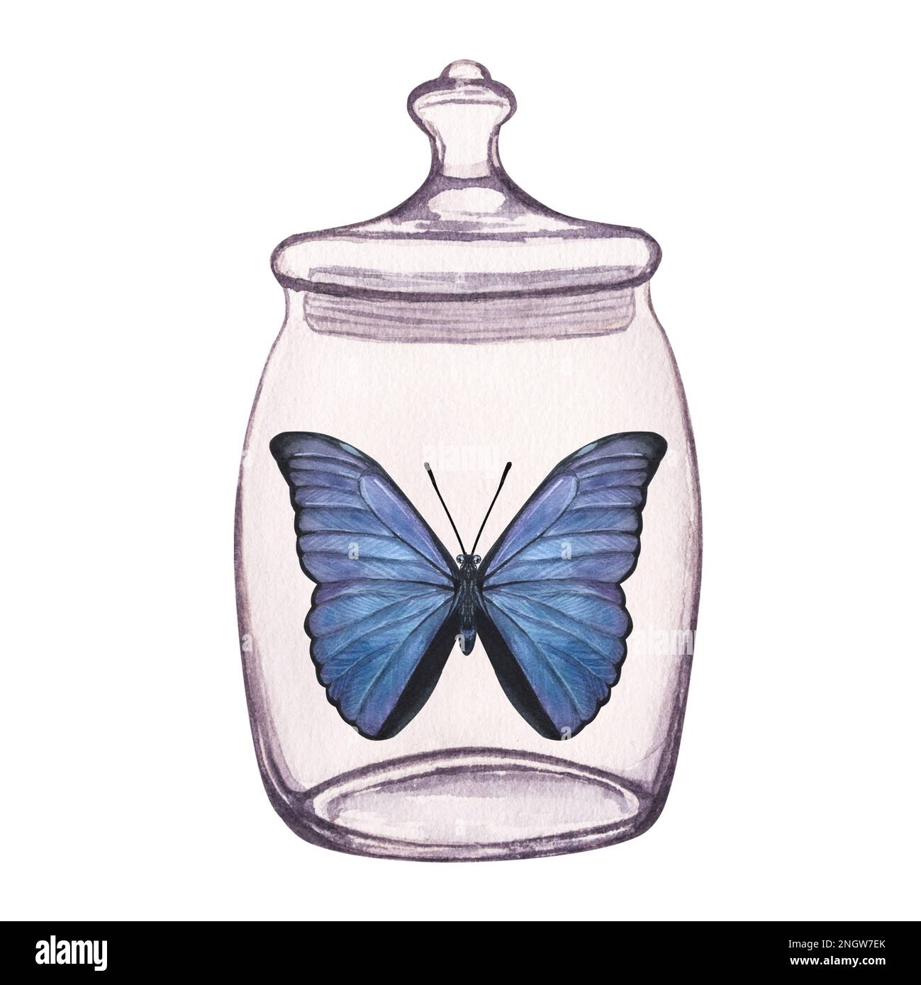 Butterfly inside transparent glass jar. Handdrawn watercolor