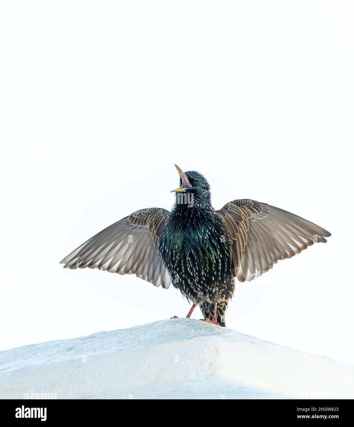 Rooftop fauna hi-res stock photography and images - Alamy