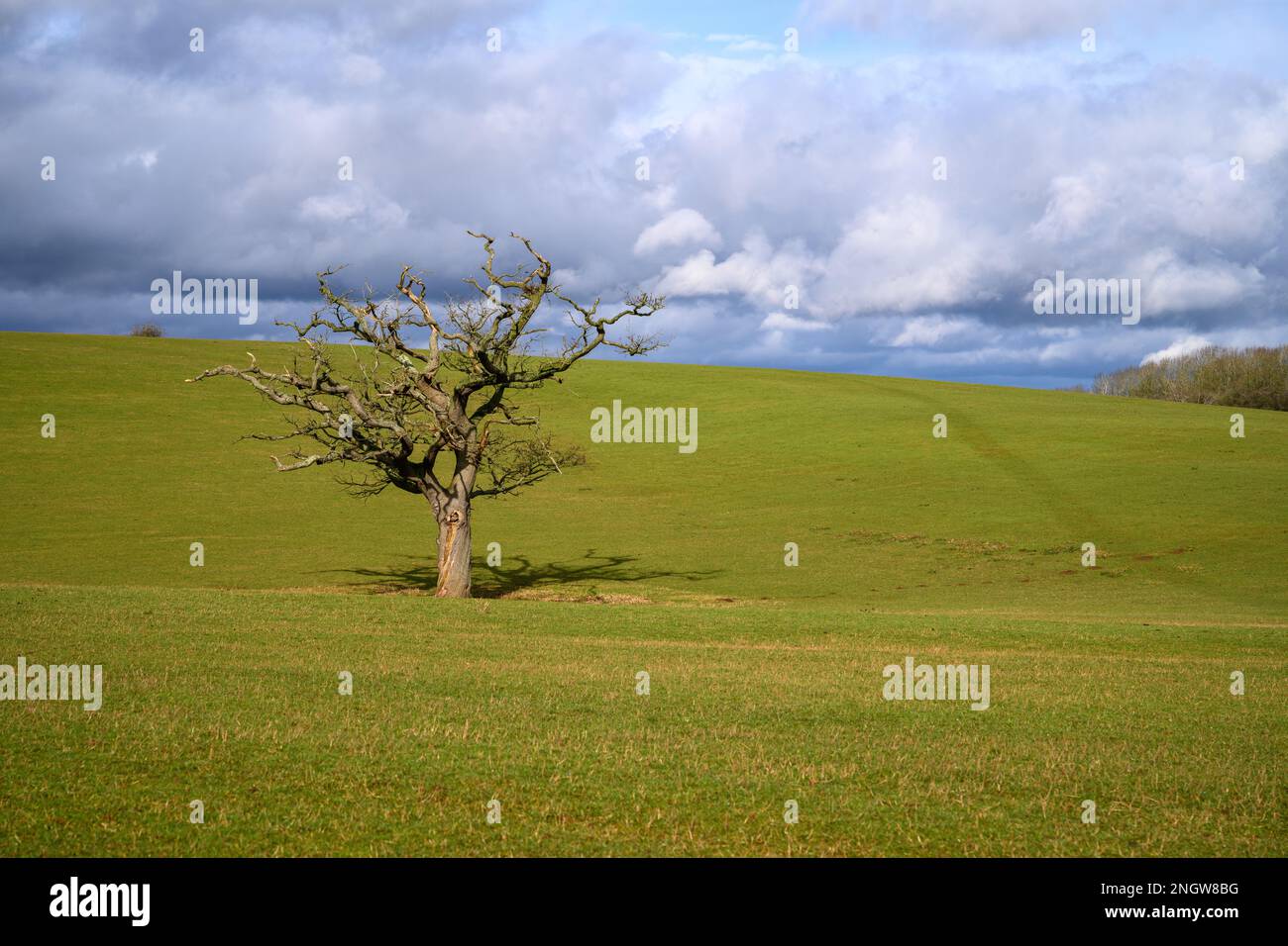 Lone tree in a meadow in England Stock Photo
