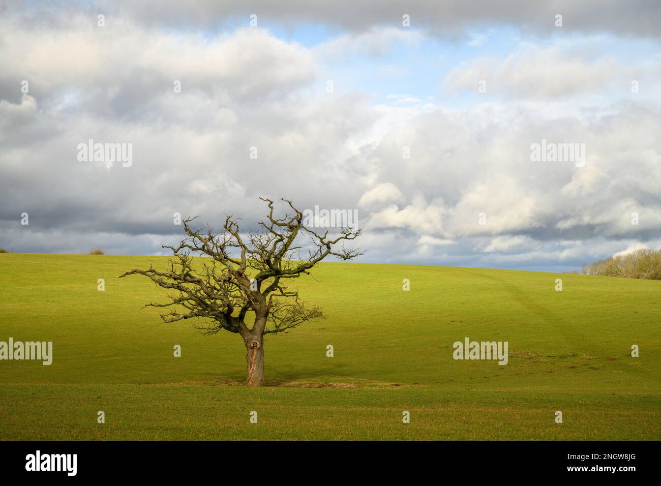 Lone tree in a meadow in England Stock Photo