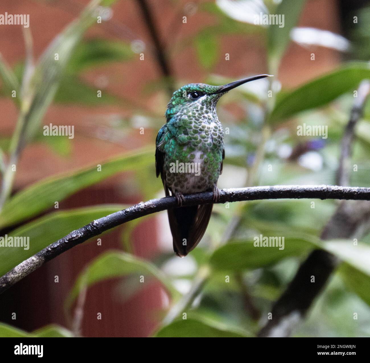 beautiful green and white hummingbird in Costa Rica's cloud forest Stock Photo