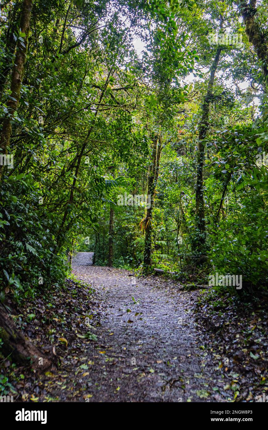 walk down the path of the Monteverde Cloud Forest Biological Reserve Stock Photo