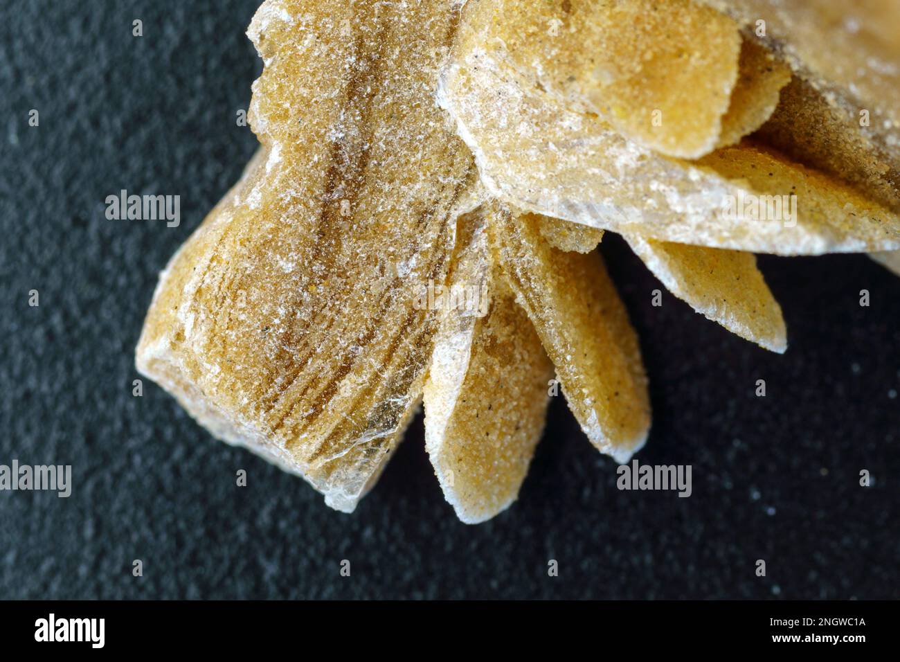 Desert rose. Rock composed of gypsum close up, crystals that resemble ...