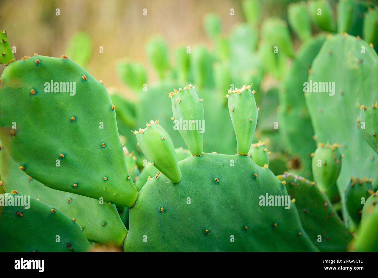 Prickly pear cactus or Indian fig opuntia with purple red fruits. Stock Photo
