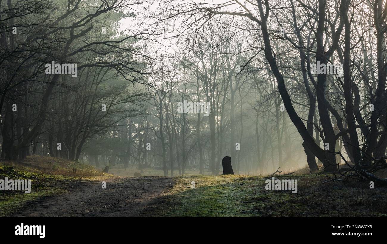 Sun rays and a sand path leading to a forest clearing on a misty morning Stock Photo