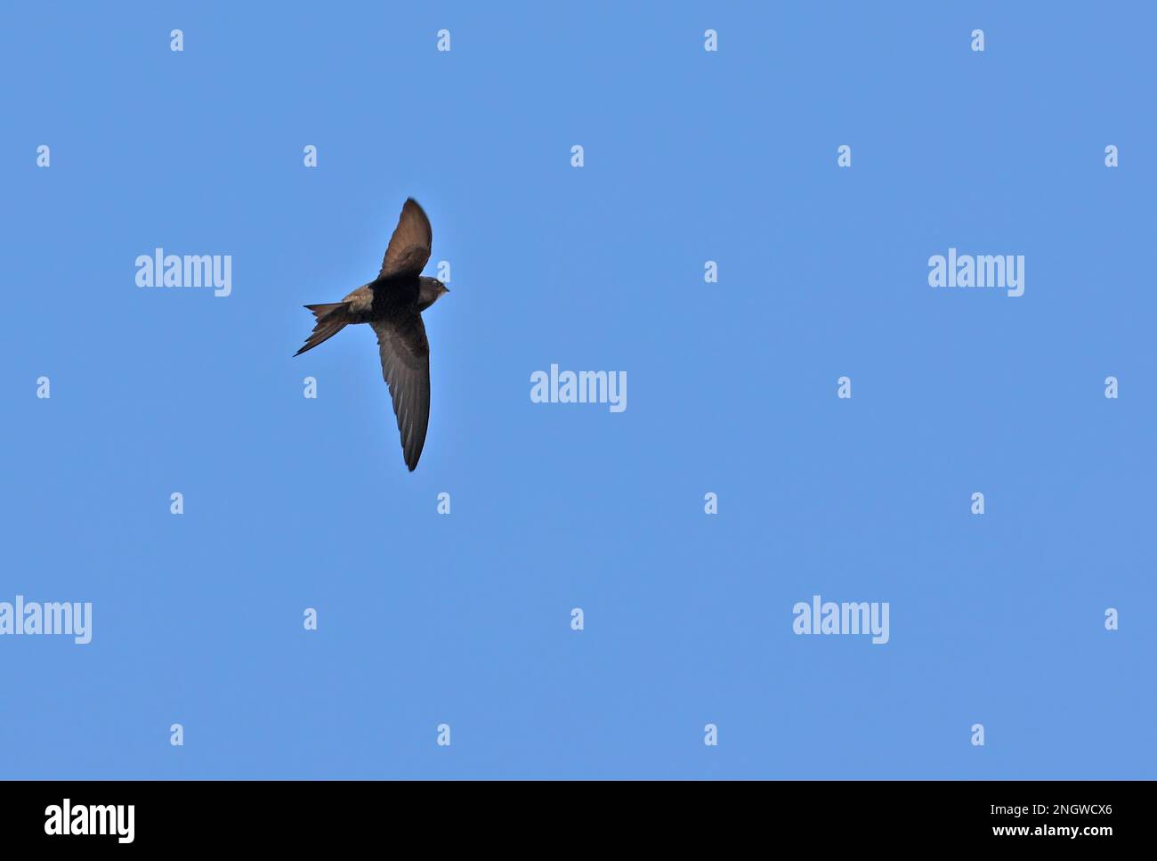Common Swift (Apus apus) adult in flight Algarve, Portugal April Stock ...