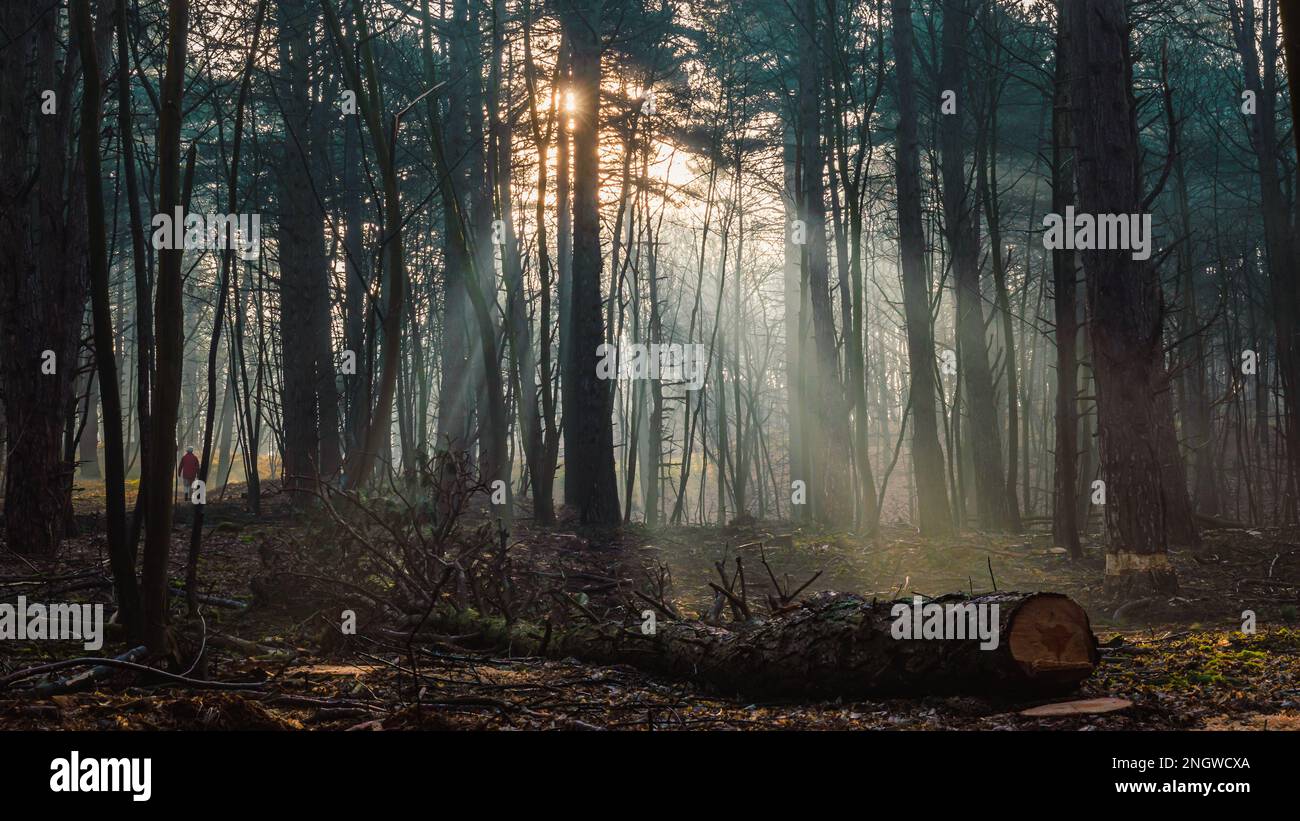 Sunrays in the forest hi-res stock photography and images - Alamy
