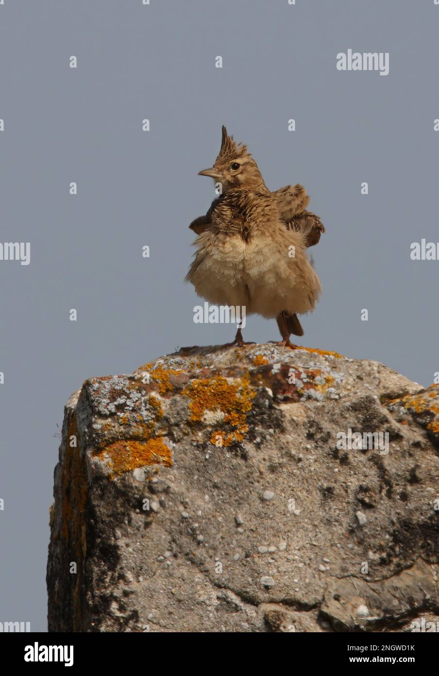 Crested Lark (Galerida cristata pallida) adult perched on lichen covered rock, shaking out feathers  Ria Formosa NP, Algarve, Portugal               A Stock Photo
