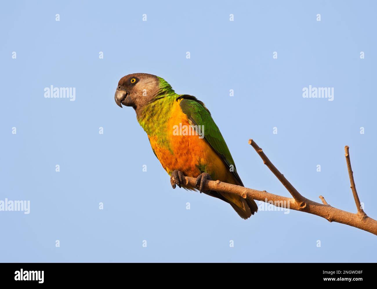 Bonte Boertje, Senegal Parrot, Poicephalus senegalus Stock Photo