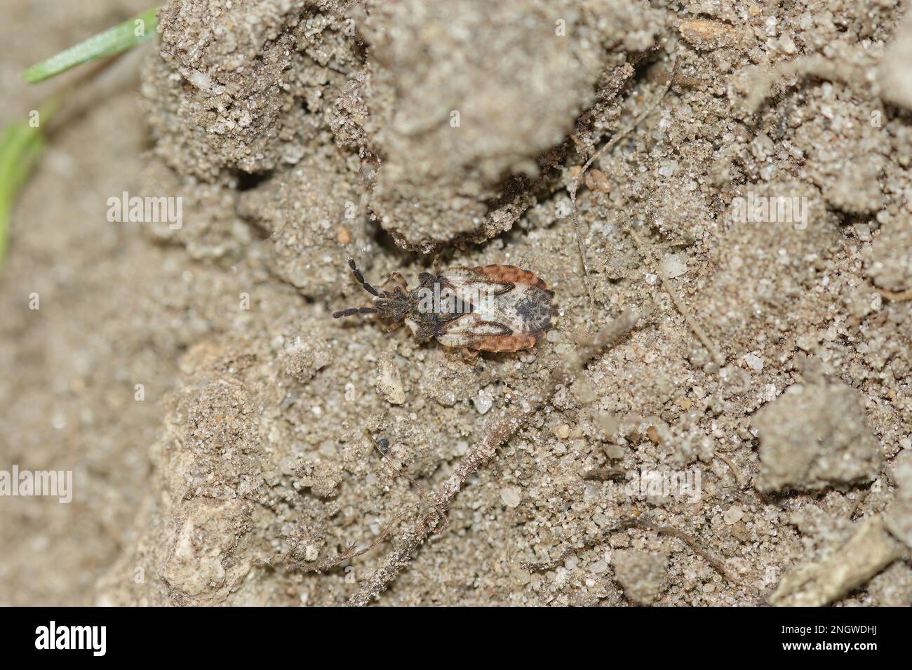 Detailed closeup on a small common flatbug, Aradus depressus on the soil Stock Photo