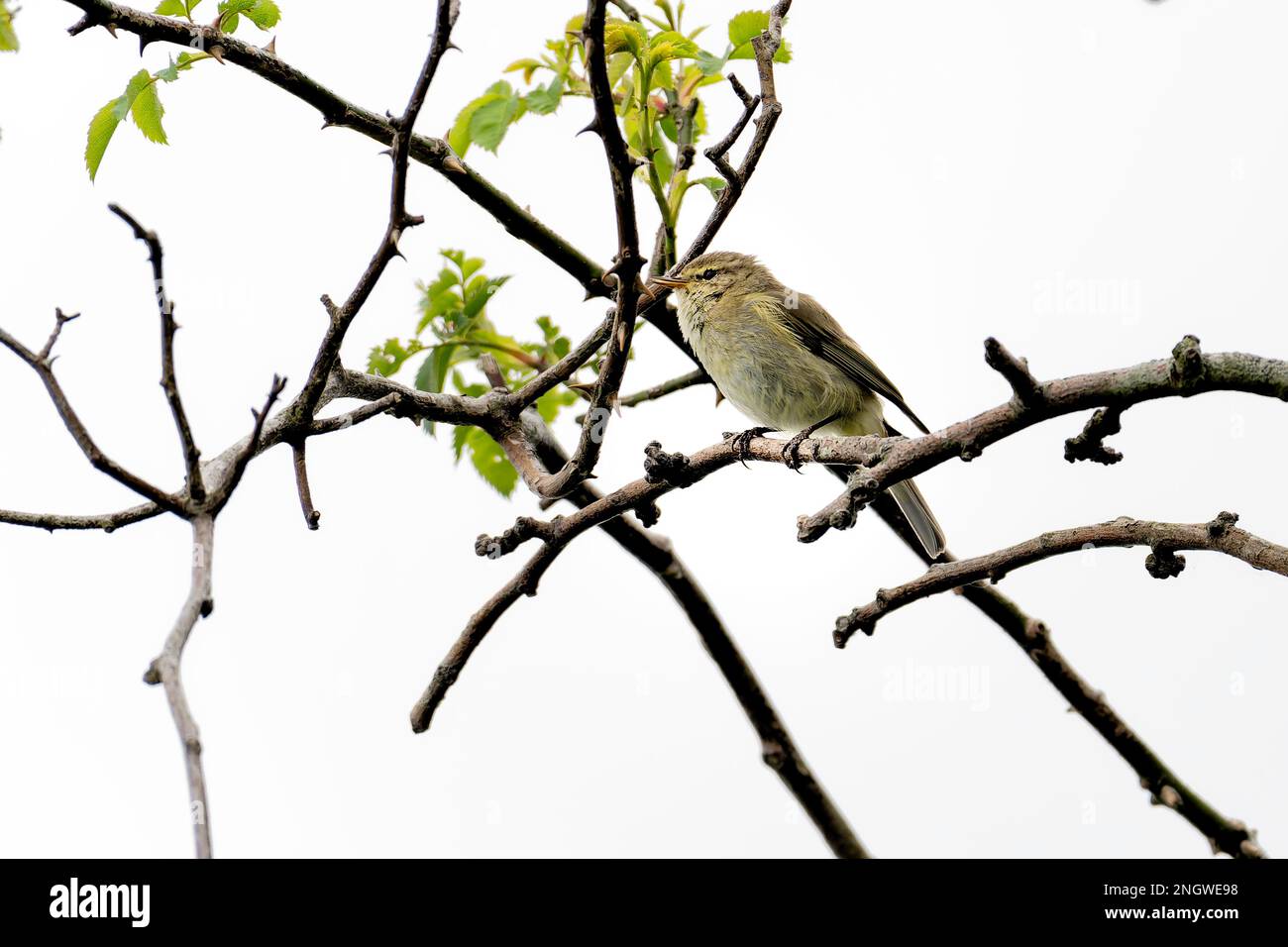 A willow Warbler perched at Wicken Fen Stock Photo