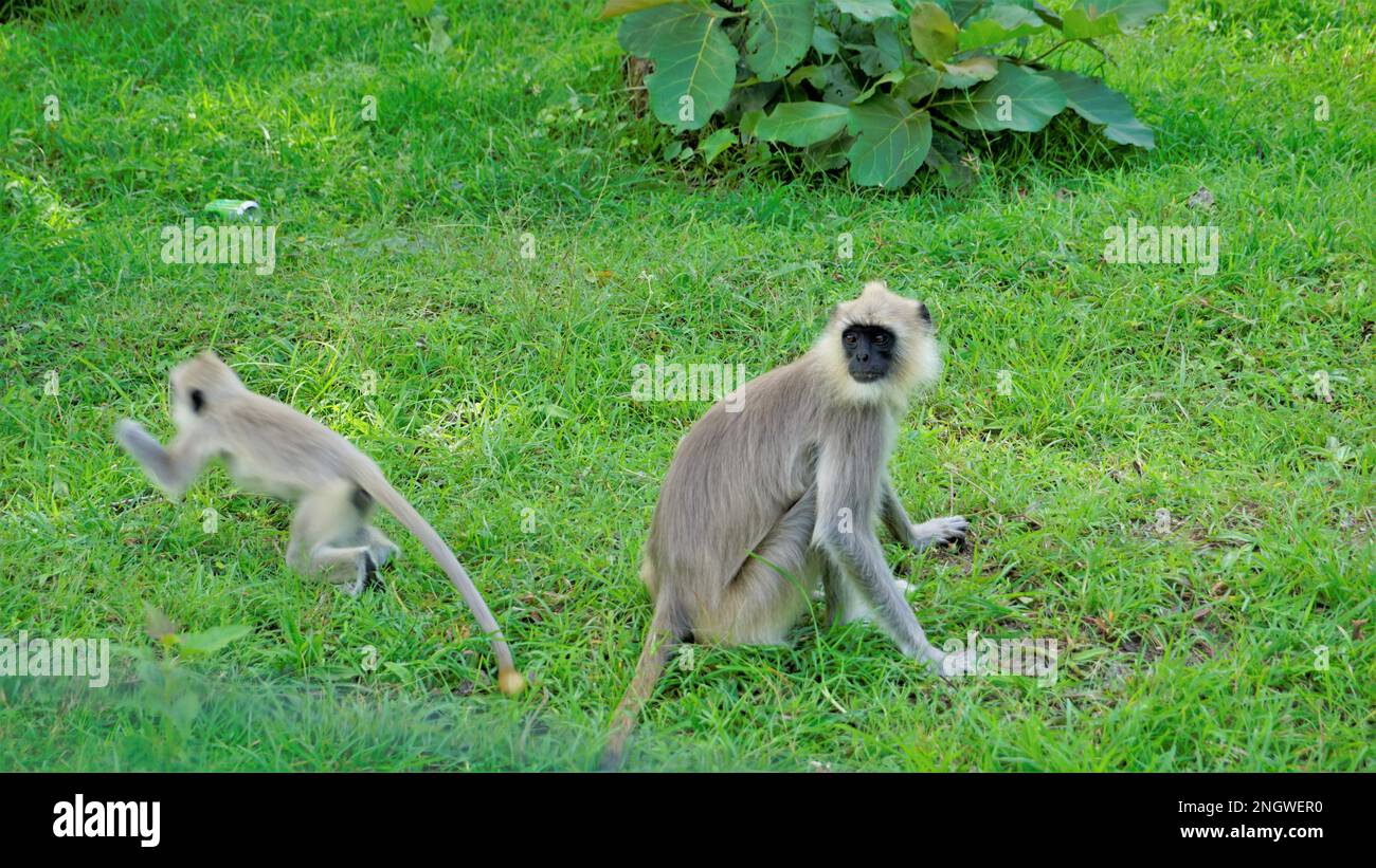Female Gray langurs, also called Hanuman monkeys or Semnopithecus with their playful baby in forest of the Bandipur mudumalai Ooty Road, India. Stock Photo