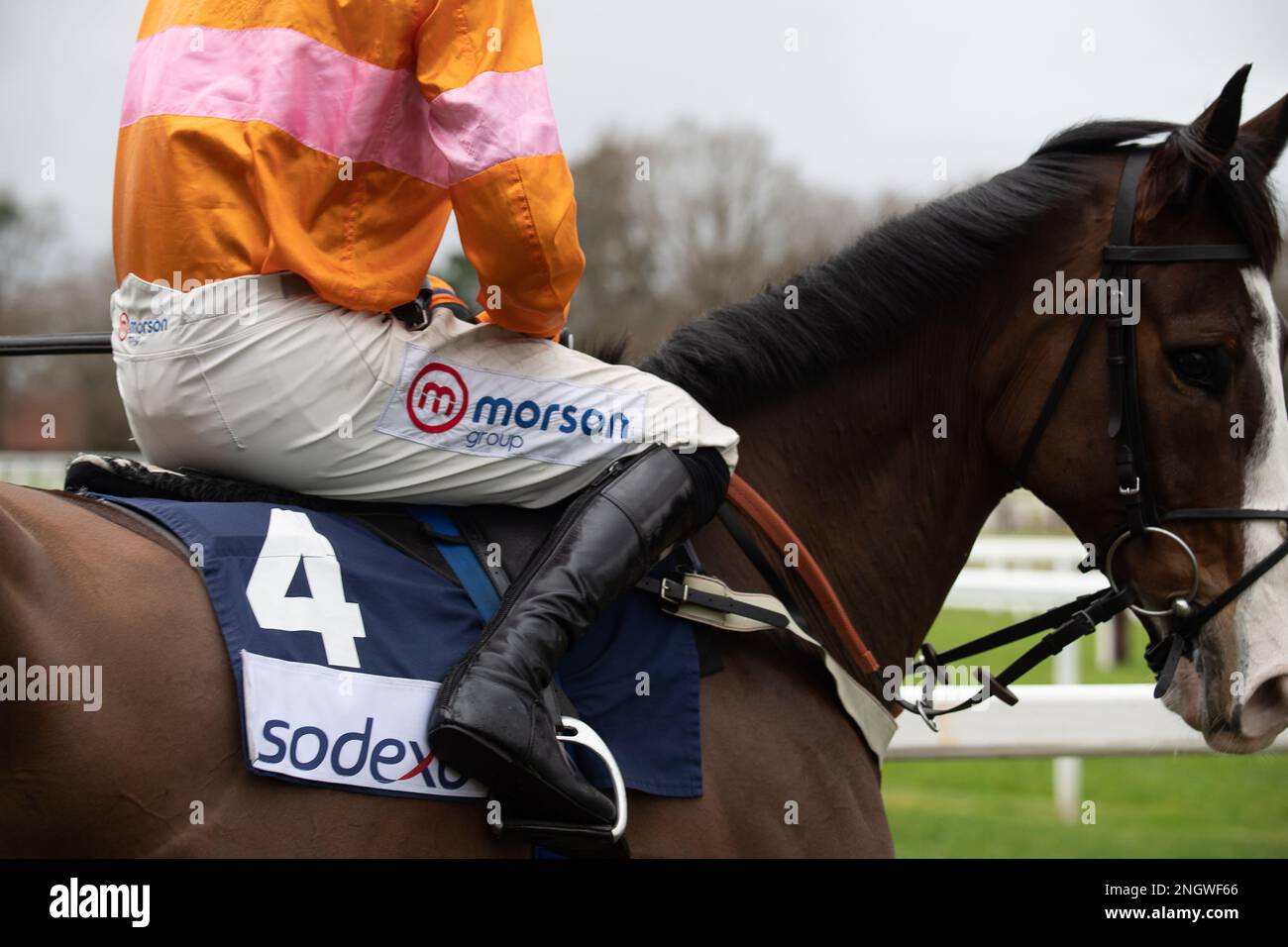 Oscar elite horse hi-res stock photography and images - Alamy