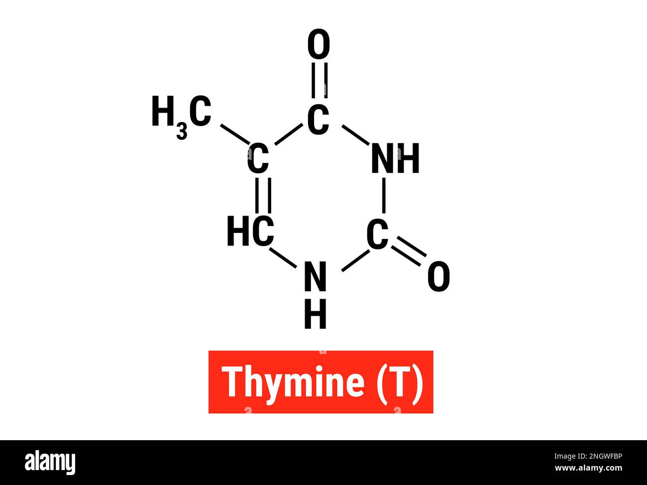 Chemical structure of Thymine (T Stock Vector Image & Art Alamy
