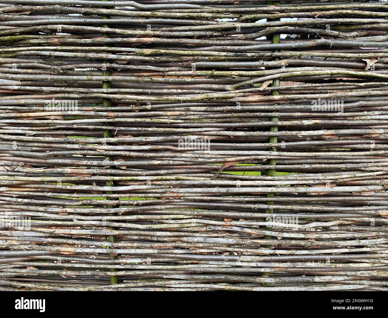 Natural privacy screen with willow canes Stock Photo