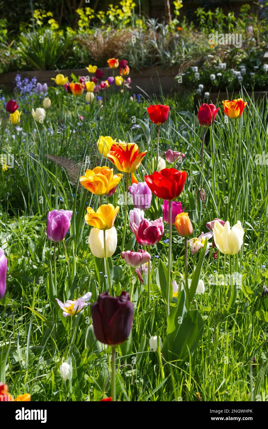 Colourful spring mix of tulips, bluebells, and white snake's head fritillary Fritillaria meleagris and grass creating a floral meadow effect UK garden Stock Photo
