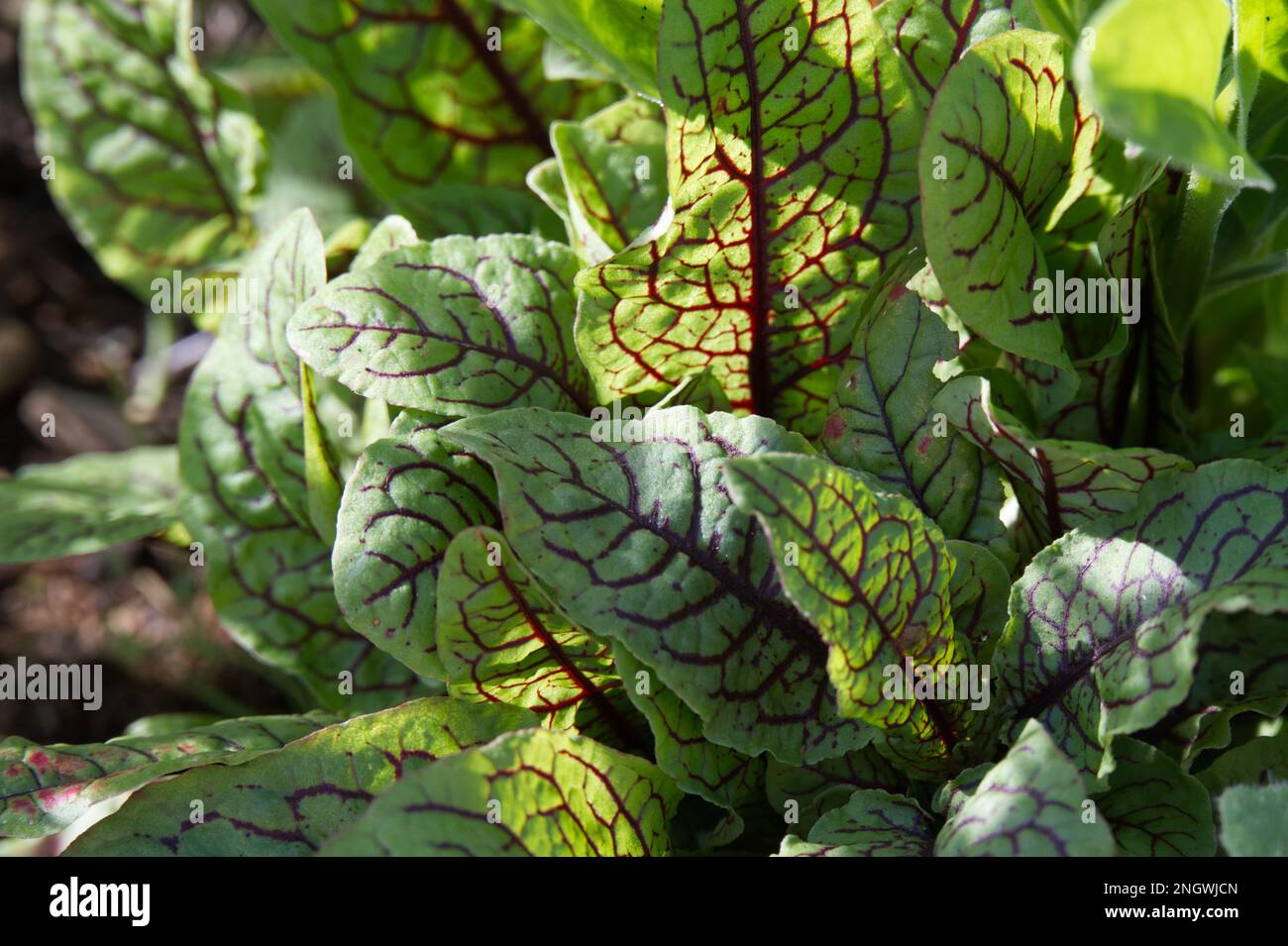 Summer foliage of Rumex sanguineus, also known as blood sorrel or Red-veined sorrel in UK garden August Stock Photo