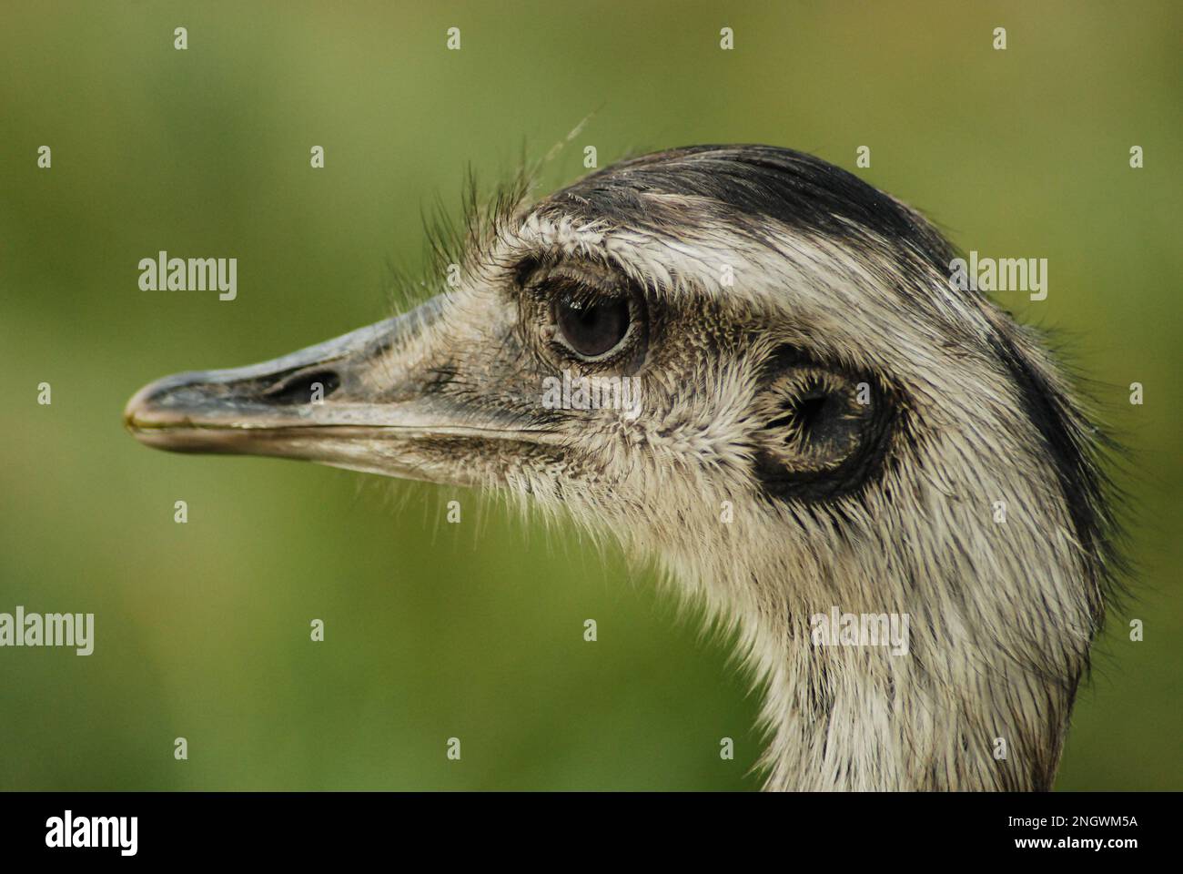 Portrait of a Rhea looking to the horizon Stock Photo