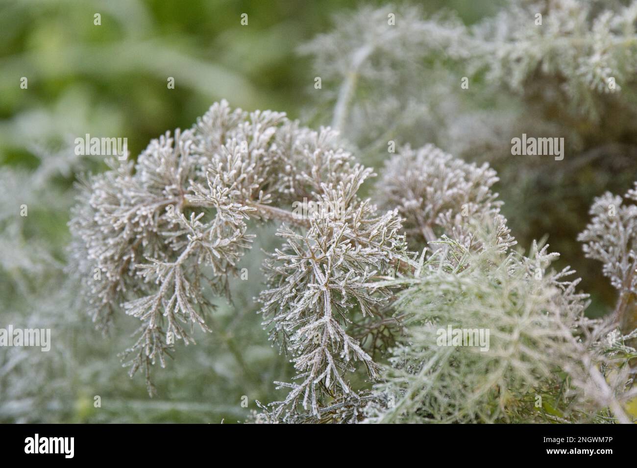 A frosted frond of bronze fennel, Foeniculum vulgare 'Rubrum' in UK garden December Stock Photo