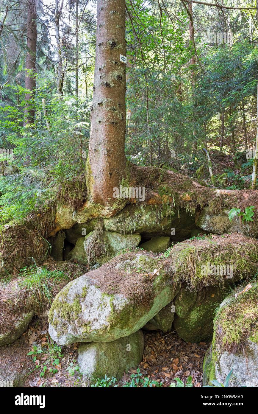 beautiful Schwarzwald forest in southwestern Germany Stock Photo