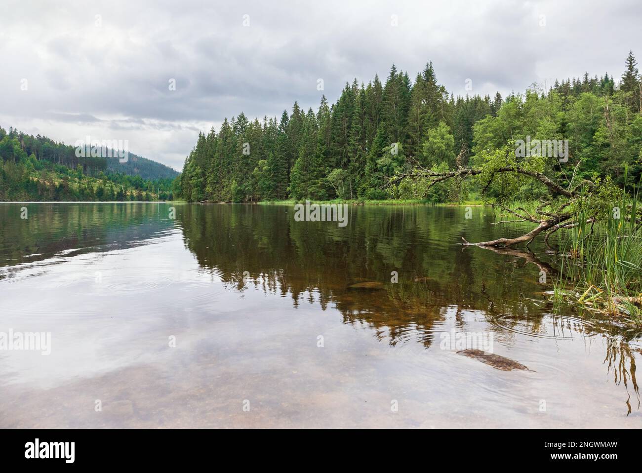 beautiful landscape at the lake Windgfällweiher Germany Stock Photo