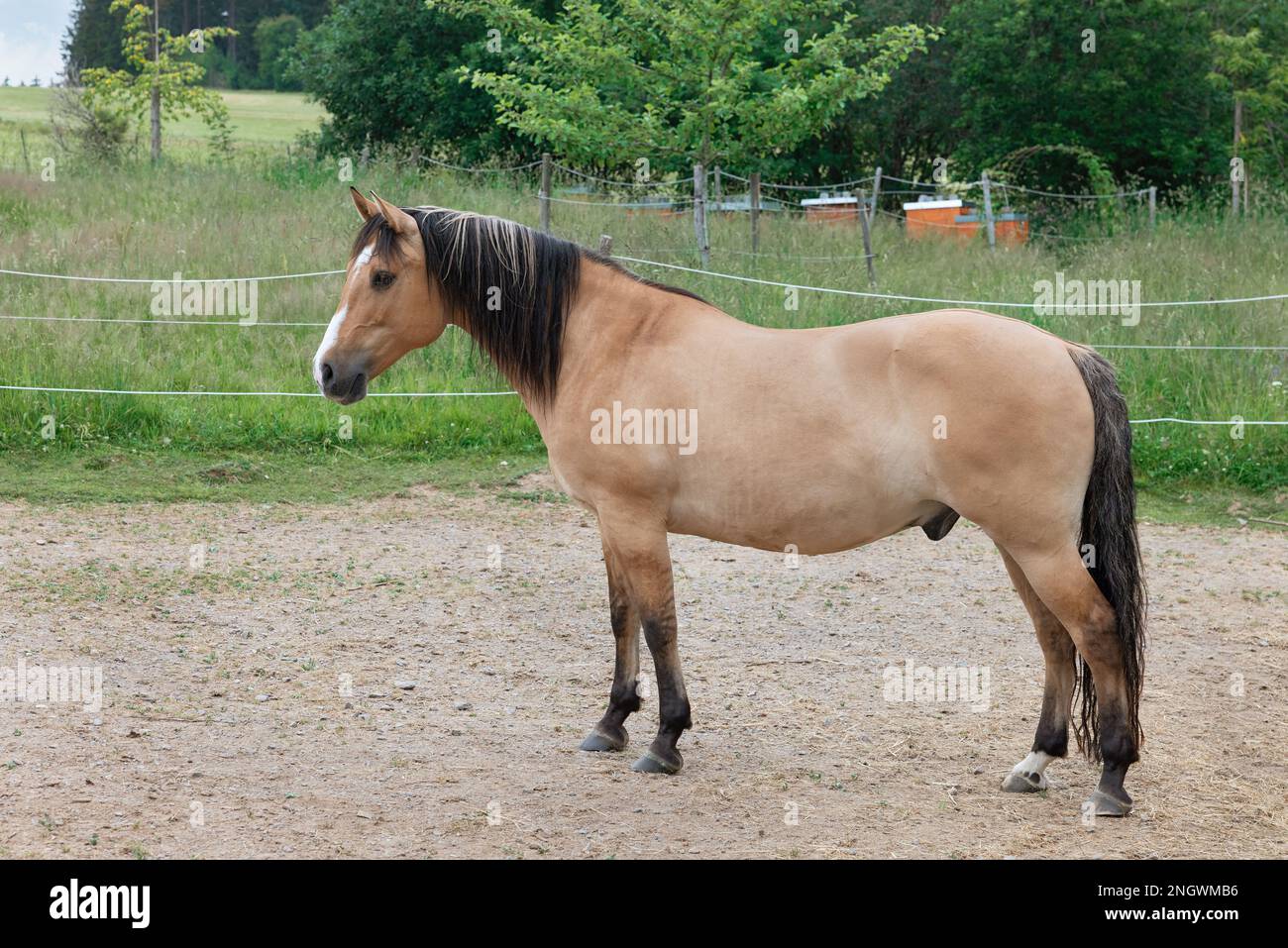 beautiful brown horse with black mane Stock Photo