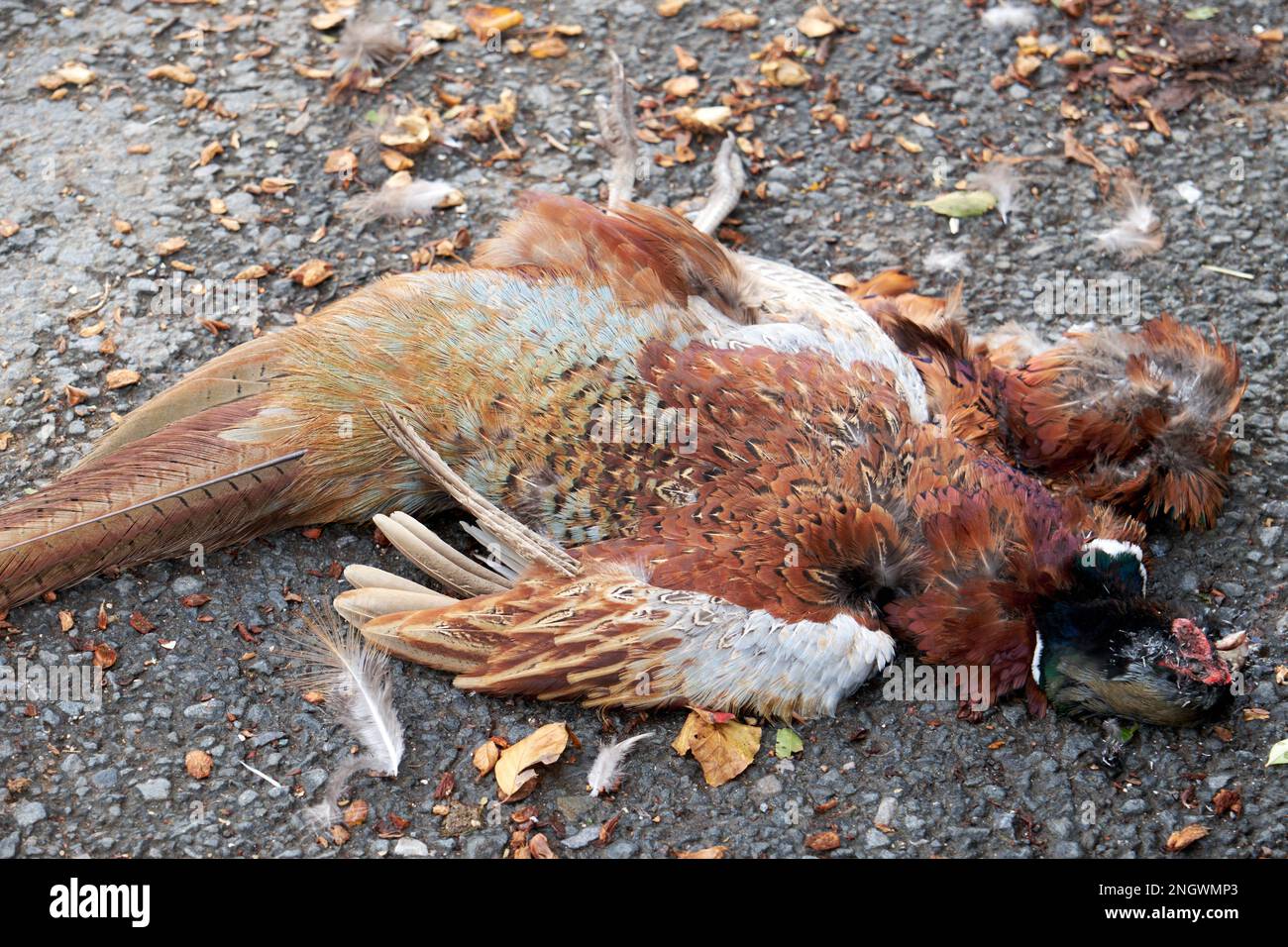 Road Kill of a Pheasant Dead Stock Photo