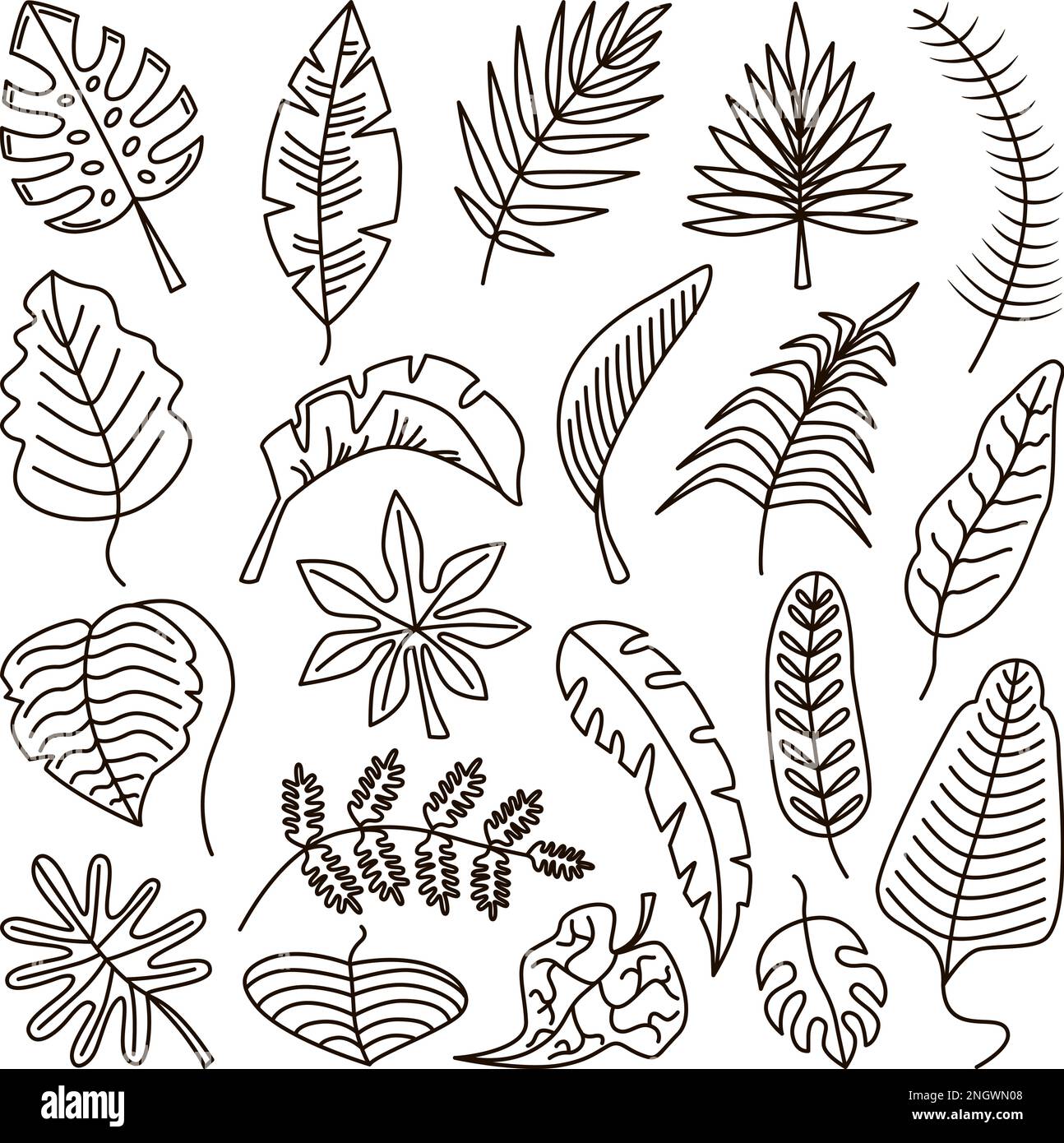 Doodle tropical outline leaves, leaf exotic line contour isolated set. Palm art foliage, jungle plants and monstera. Neoteric vector drawing nature Stock Vector