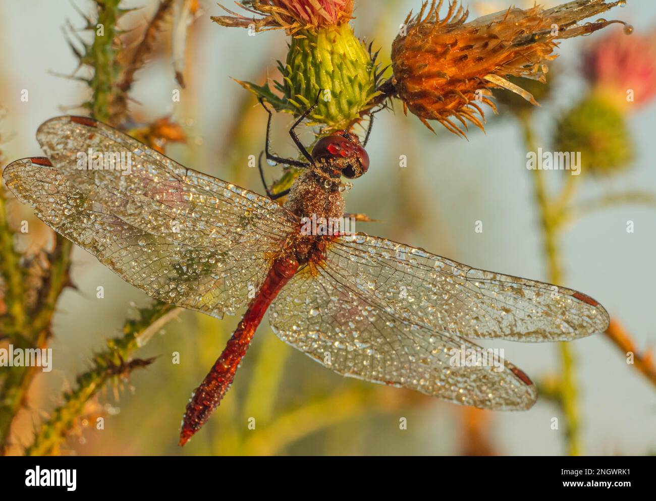 A wet dragonfly covered with dew drops on the branches of a prickly ...